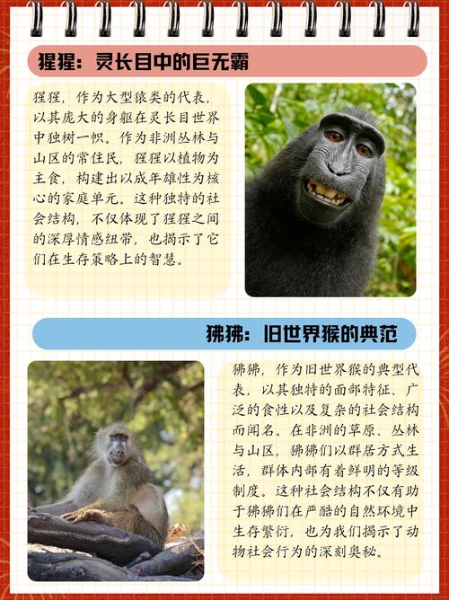 澳门城市大学研究生和被大猩猩反向投喂与被大猩猩反向投喂怎么办